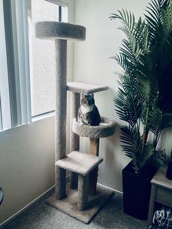 Cat Tree