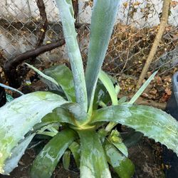 Planta