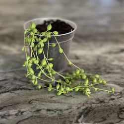 String Of Pearls Plant