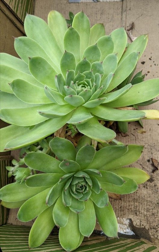 Succulents Hens & Chicks