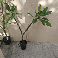 Rooted Pink Plumeria Plant