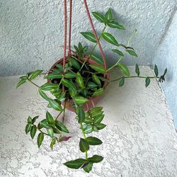 Tradescantia Callisia  Elegans  Plant 