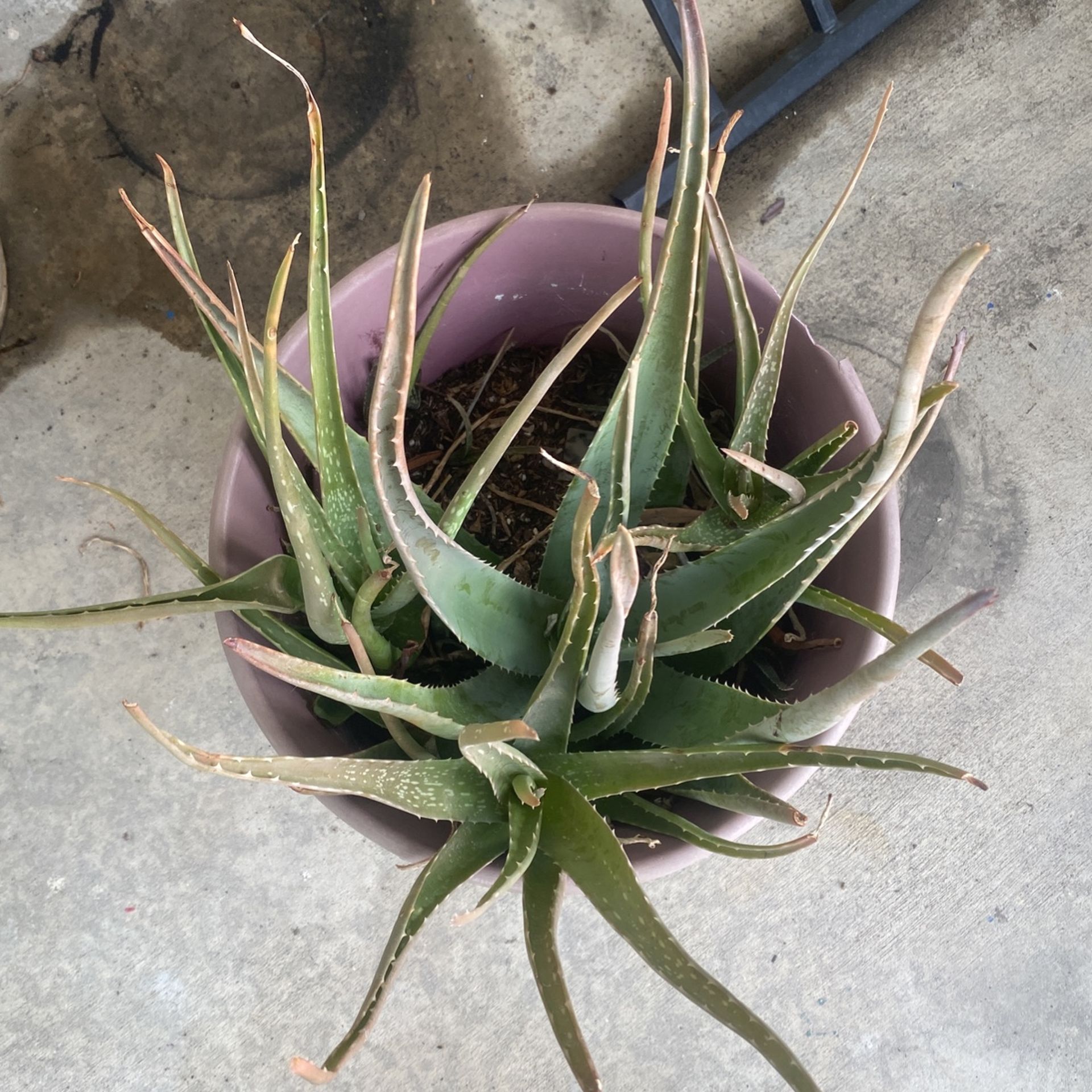 Aloe Vera Plants / Mature