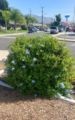 Drought tolorant plants