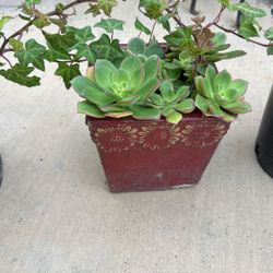 Succulent And Ivy In Pot
