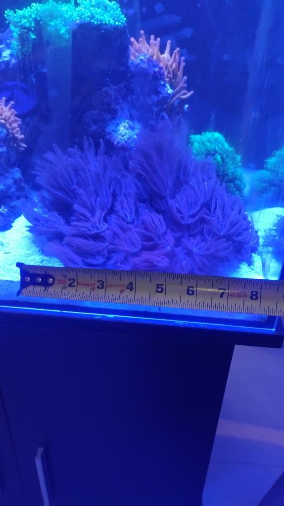 Corals