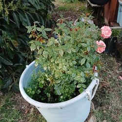 Two orange blooms rose bushes