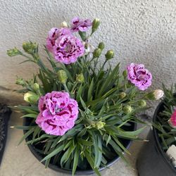 Dianthus Outdoor Full Sun Plants, In 1 Gallon Pot  $Pick Up Only