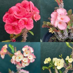 Variedad De Coronas De Cristo Disponibles, Flor Jumbo Oh Extra Grande Están En Maceta De 1 Gallon Ya Tienen Esquejes Plantas Bien Establecidas  