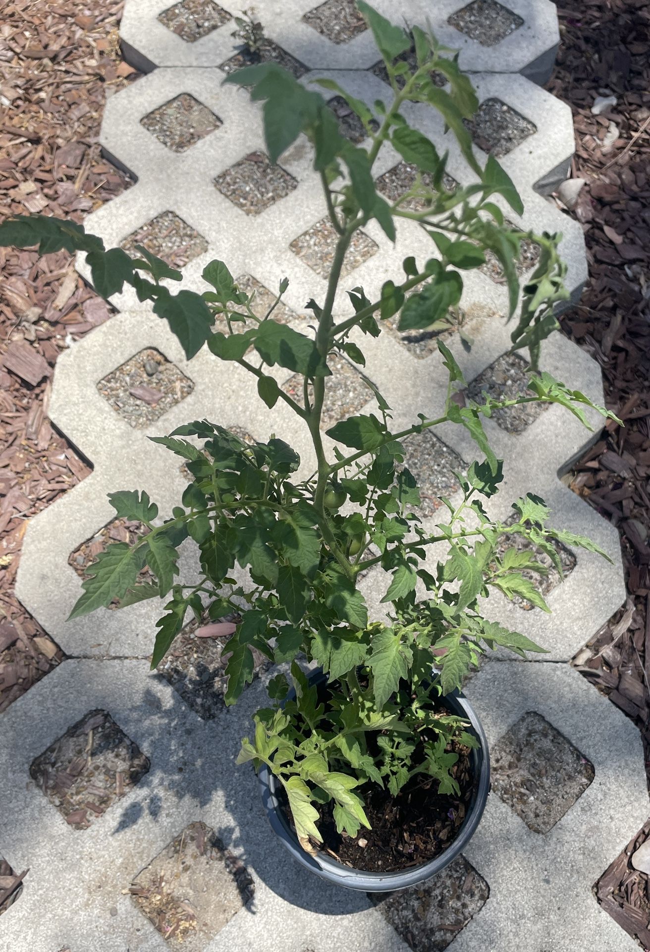 Organic Cherry Tomato Plant