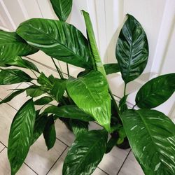 🌿Healthy Live Air Purifying Houseplant Variegated Peace Lily 29" Tall In Pot 7" 