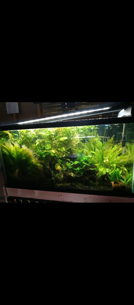 55 Gallons Fish Tank And More Items π