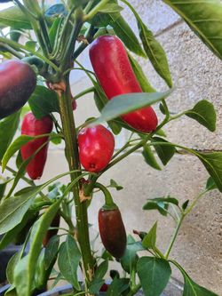 Beautiful  Red and Black Rooster