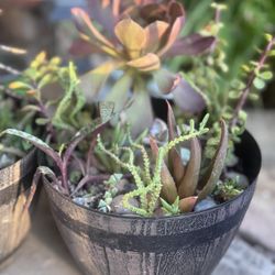 Barrel Planter With Succulents