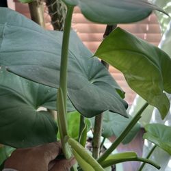Syngonium Chiapense Plant Cutting (pls Read Description Below)
