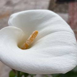 Alcatraz O Calla Lili