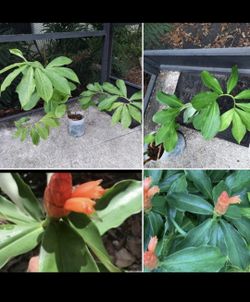 🌱Spiral "Bamboo" Ginger Tropical /Costa Rica Plant *SOLD SEPARATELY*