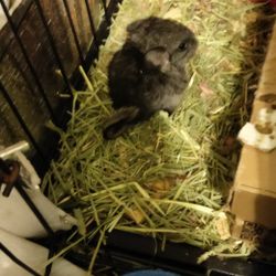 Baby Chinchillas 