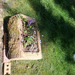 Log planter with plants