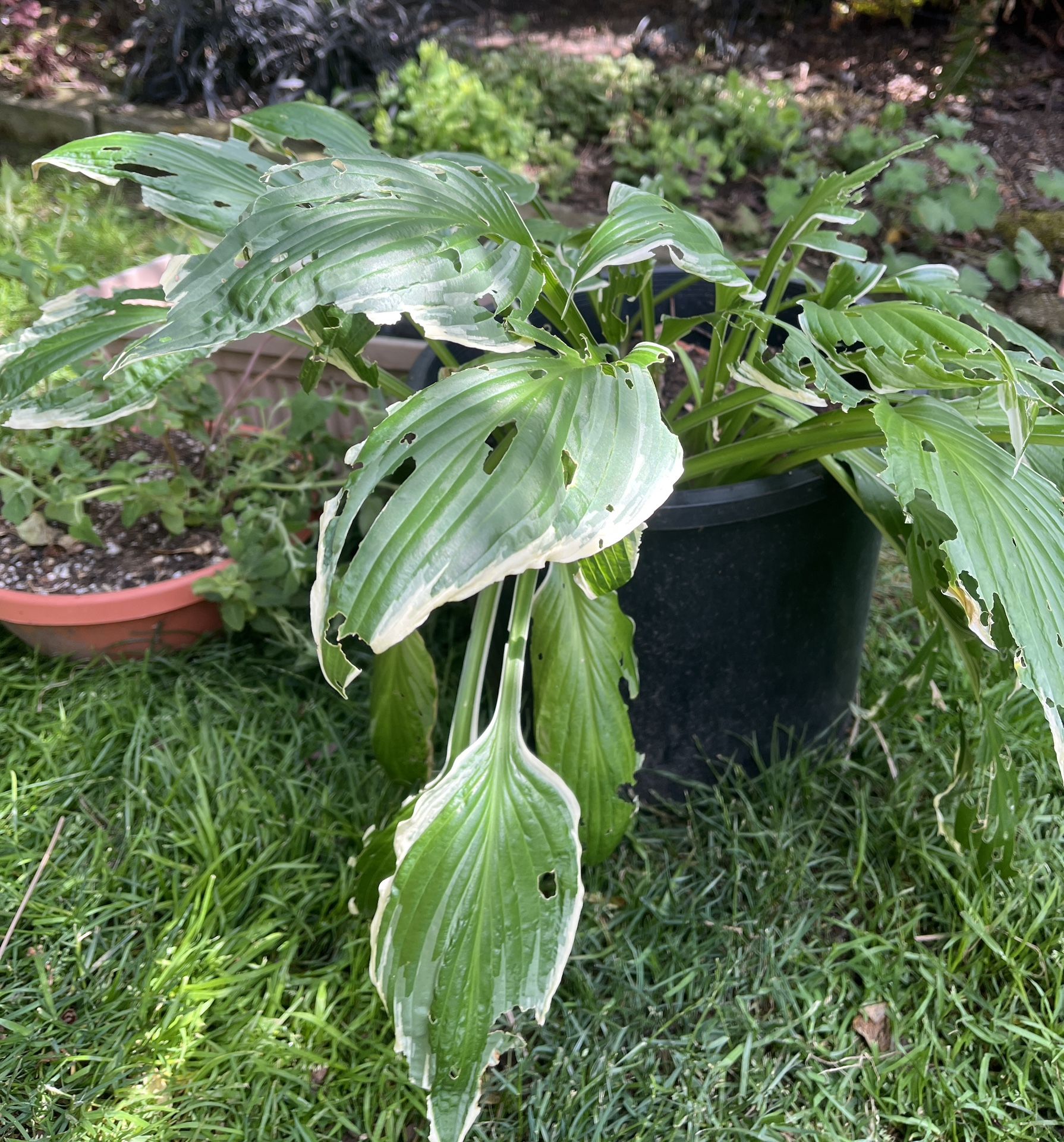Free Plants, Pots, Bee Box