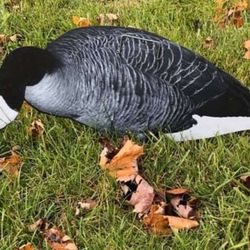 Silhouette Goose Decoys