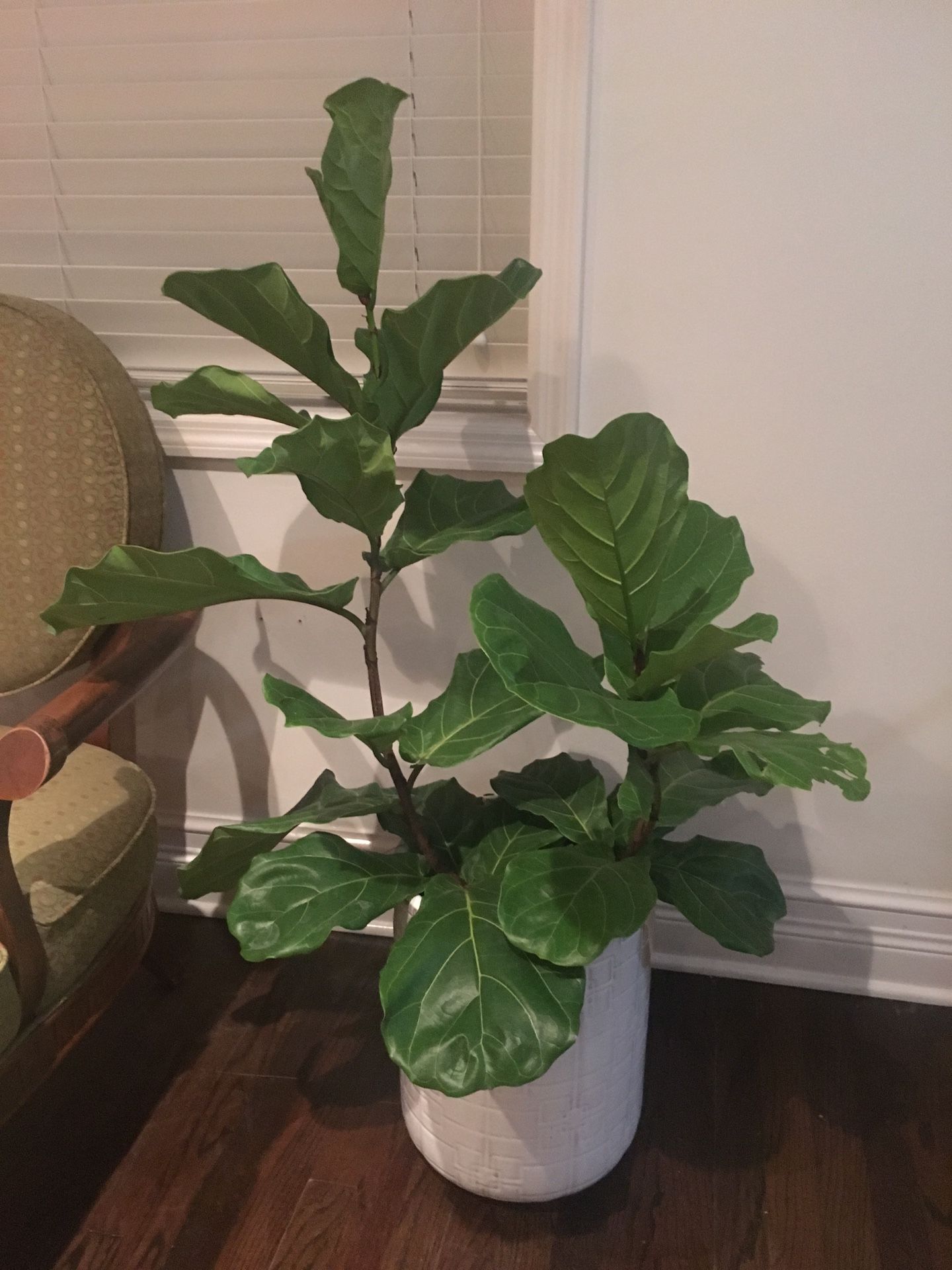 Real Fiddle Leaf Fig plant