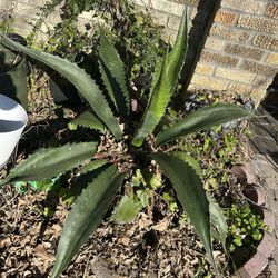 Large Maguey Plant In Pot