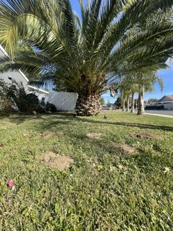 Beautiful Tall And Big PALM TREE at Front Yard