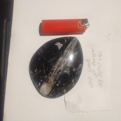 Fossil  For Sale