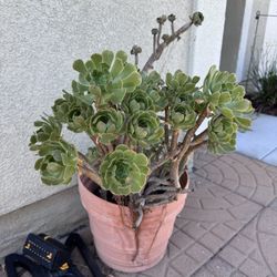 Large Succulent Plant 15.00 With Container.