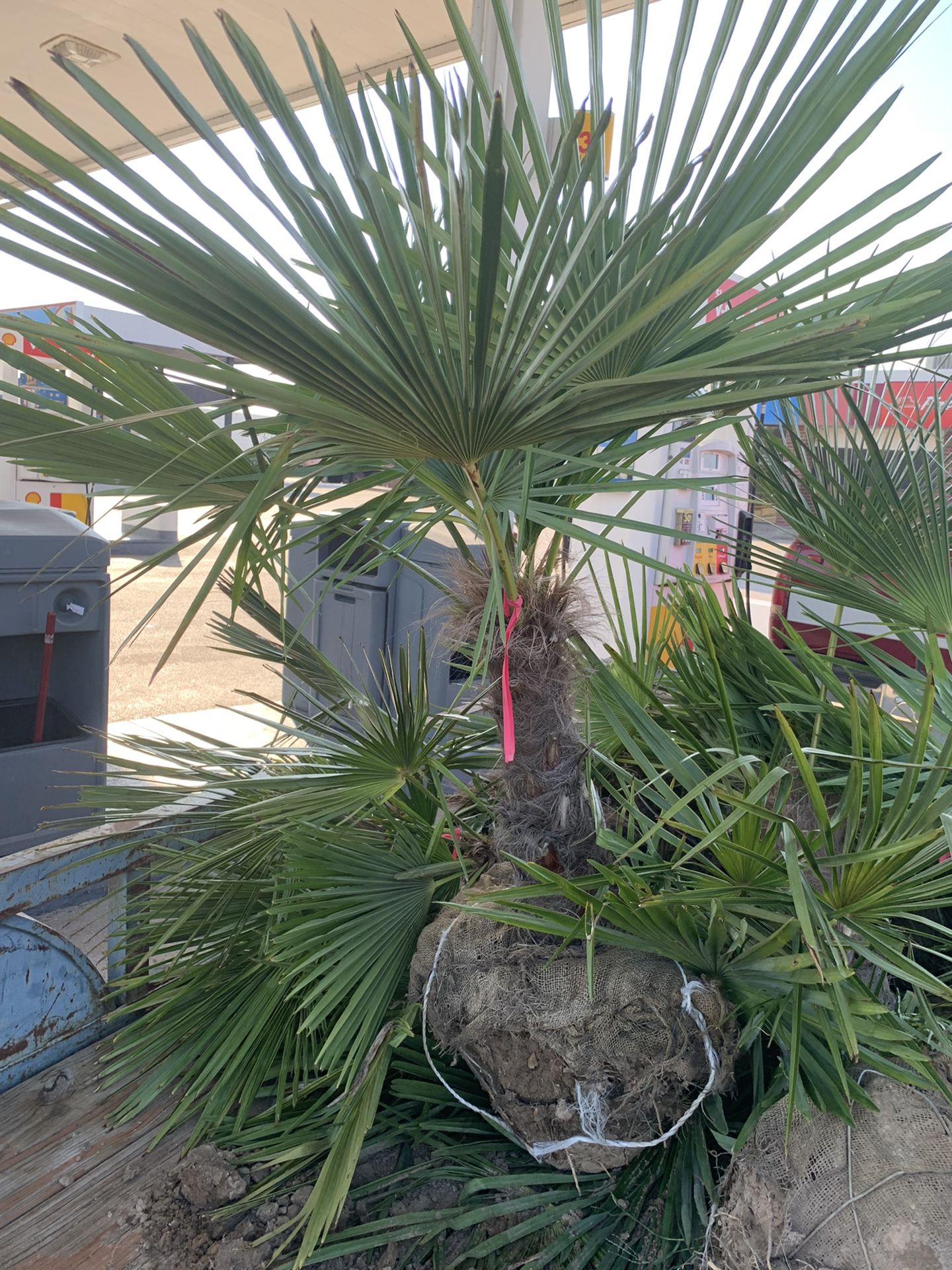 Windmill Palm Trees!