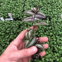 Wondering Jew Cutting (5)