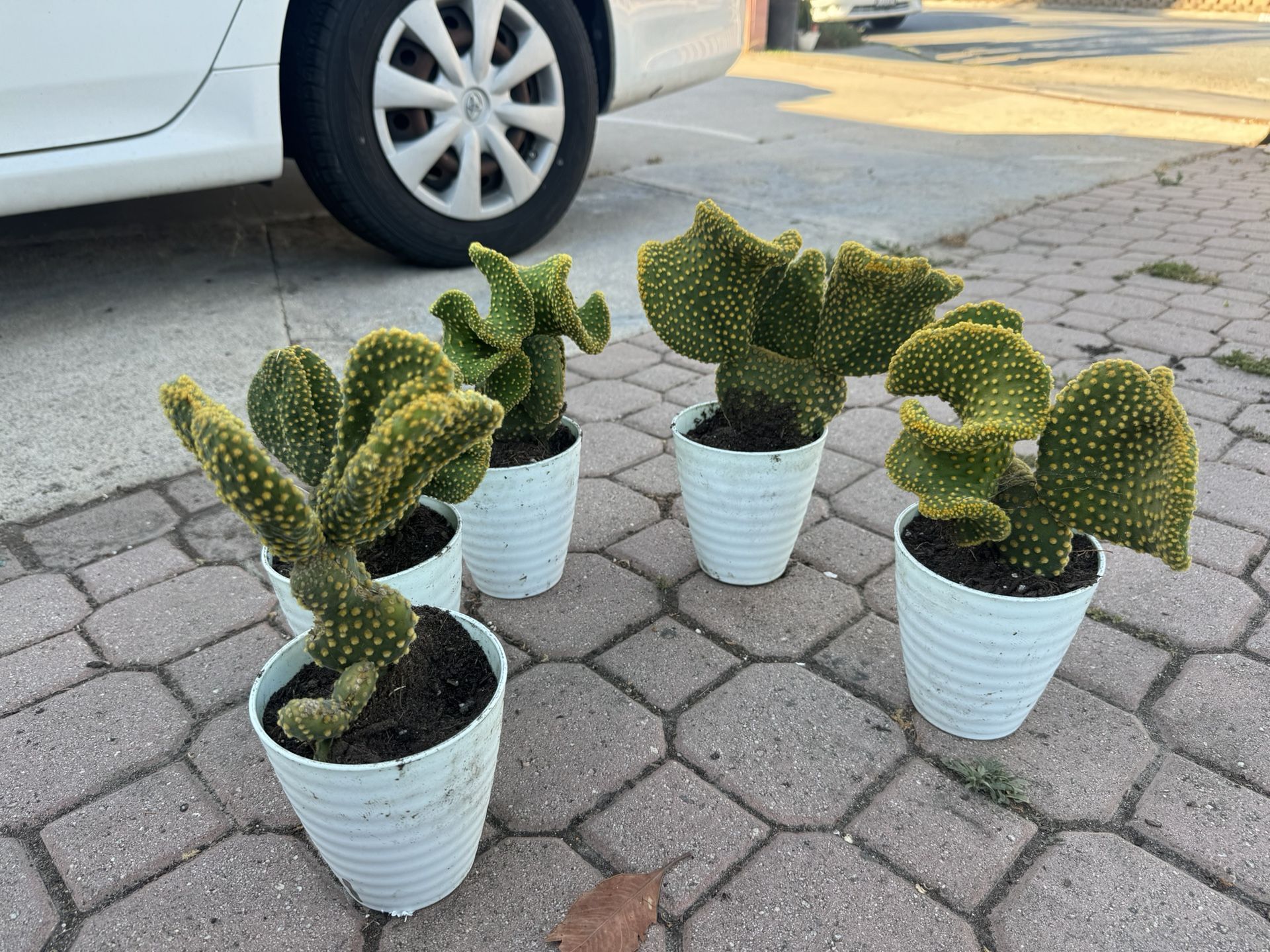 Brain Cactus 10$ Each