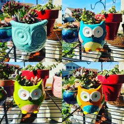 Owl planters and succulents!