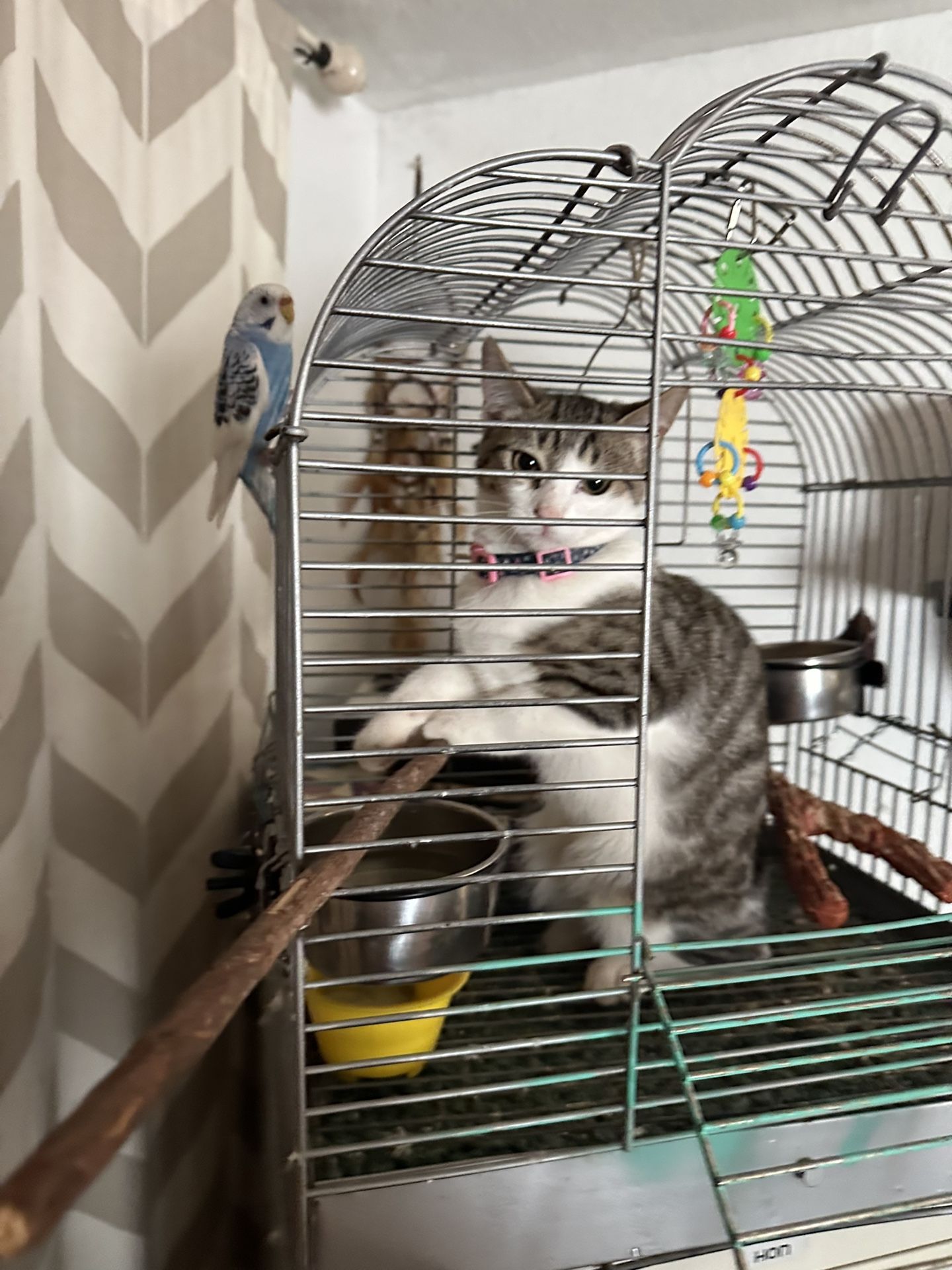 Bird Cage