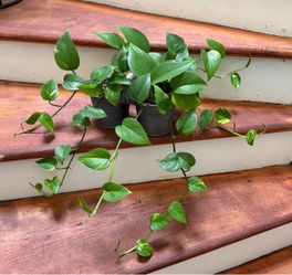 Pothos Trailing Houseplant