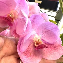 Big Vanda Orchid, Big Flowers Blooms 2-3 Times A Year