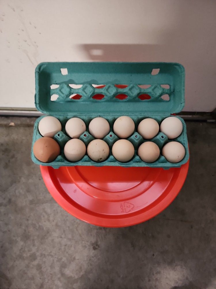Farm Fresh Eggs Organic