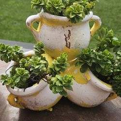 Stonecrop Plants In 4 Section Pottery 