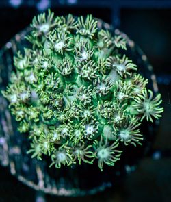 Fake Neón Green Goni Colony 