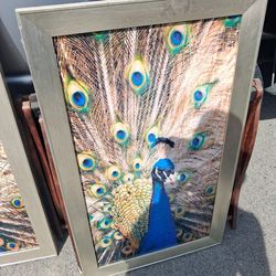 Peacock picture frames.