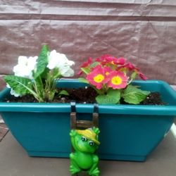 Beautiful Rectangle Potted Flowers 