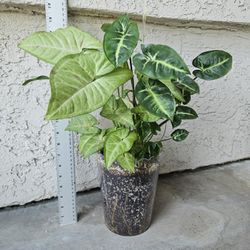 Syngonium Confetti And Syngonium Pixie Plant Mix