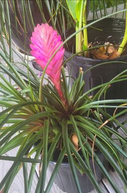 Tillandsia Cyanea pink quill