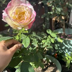 Rose in 5 Gallon