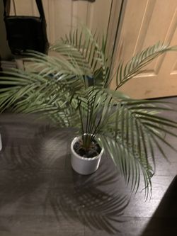Fake Palm Plant 