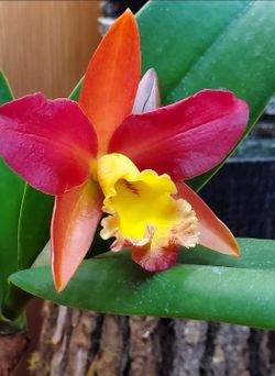 Catleya orchid