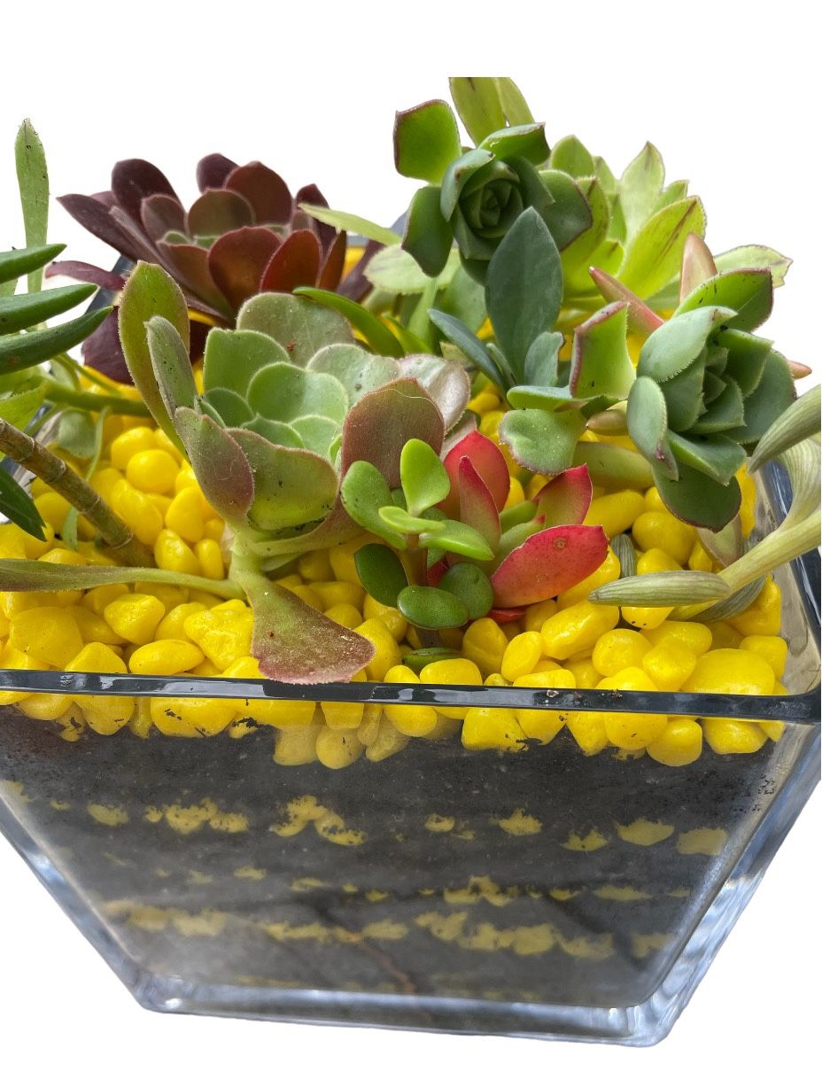 6 Inch Glass Square Filled With Succulents And Yellow Rocks