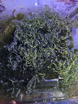 Refugium Filter Media