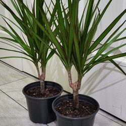 🌿Healthy Live Air Purifying Houseplant Dracaena 20"Tall In Pot 5" ~ Easy To Grow ~ $13/Ea 